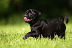 black pug puppy