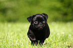 black pug puppy