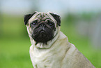 pug