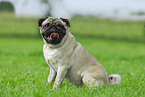 pug