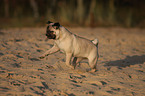 running pug