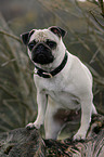 pug