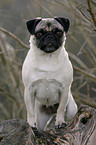 pug