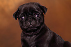 pug puppy