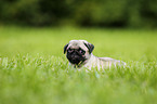 pug puppy