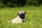 pug puppy