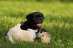 pug puppies