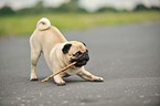 playing pug