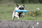 jumping pug