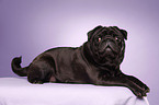 black pug