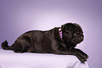 black pug