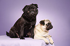 Pugs