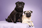 Pugs