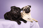 Pugs