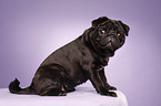 black pug