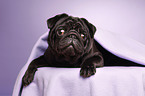 black pug