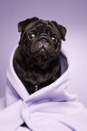 black pug