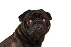 black pug