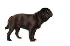 black pug