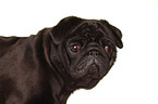 black pug