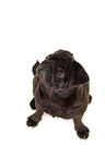 black pug