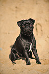 sitting pug