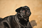 pug Portrait