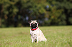 sitting pug