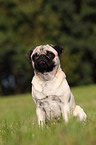 sitting pug