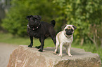 pugs