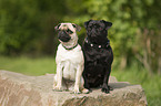 pugs