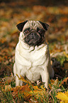 sitting pug