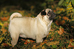 standing pug