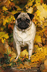 standing pug