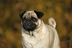 pug portrait