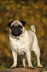 standing pug