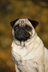 pug portrait