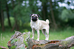 pug