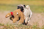 playing pug