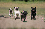 running pugs