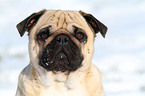 pug portrait