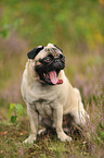 sitting pug