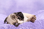 pug puppy