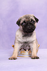 pug puppy