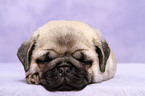 pug puppy