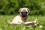 pug puppy