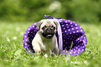 pug puppy