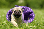 pug puppy