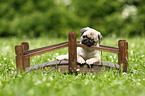 pug puppy