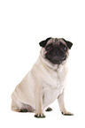 sitting pug